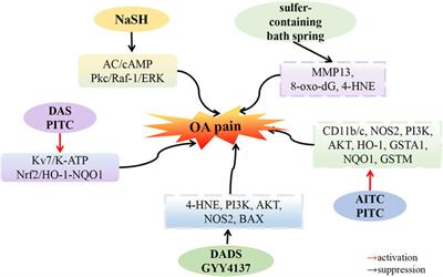 Therapeutic potential of hydrogen sulfide in osteoarthritis development